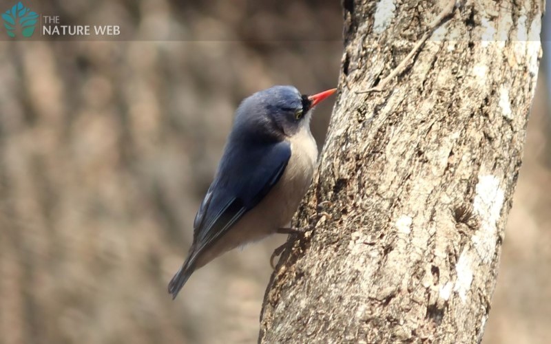 Velvet-fronted Nuthatch